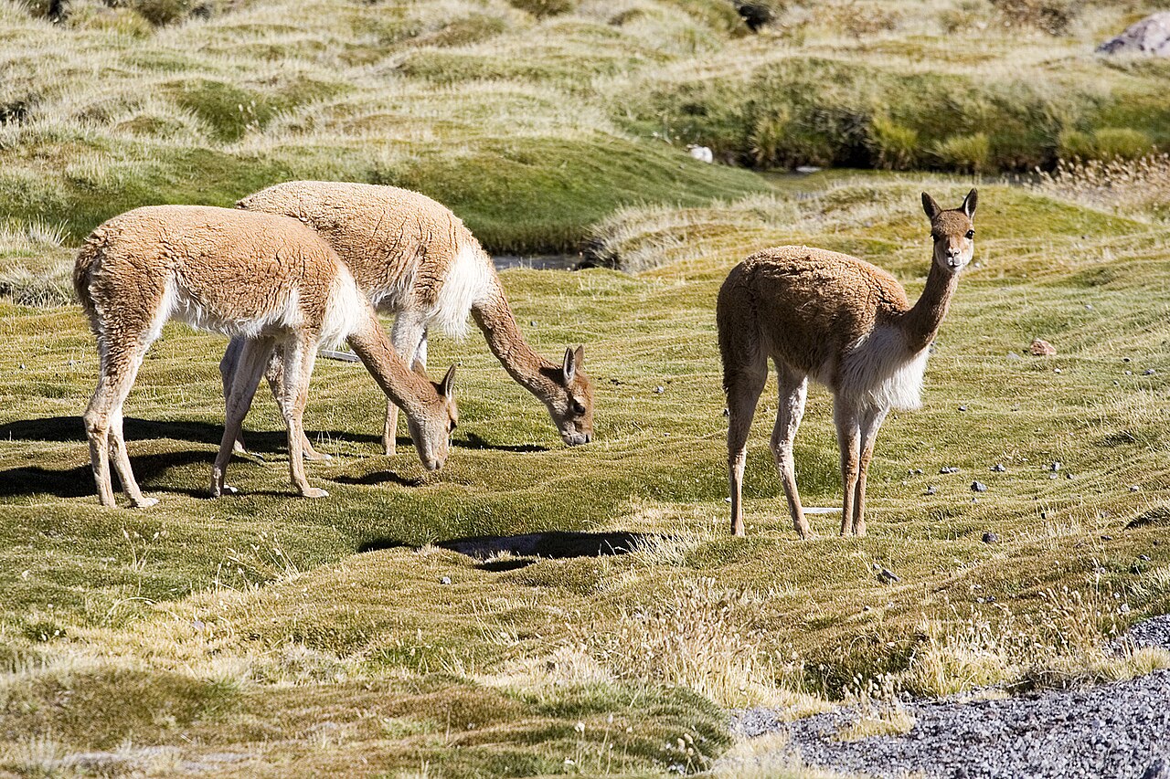 Vicuna