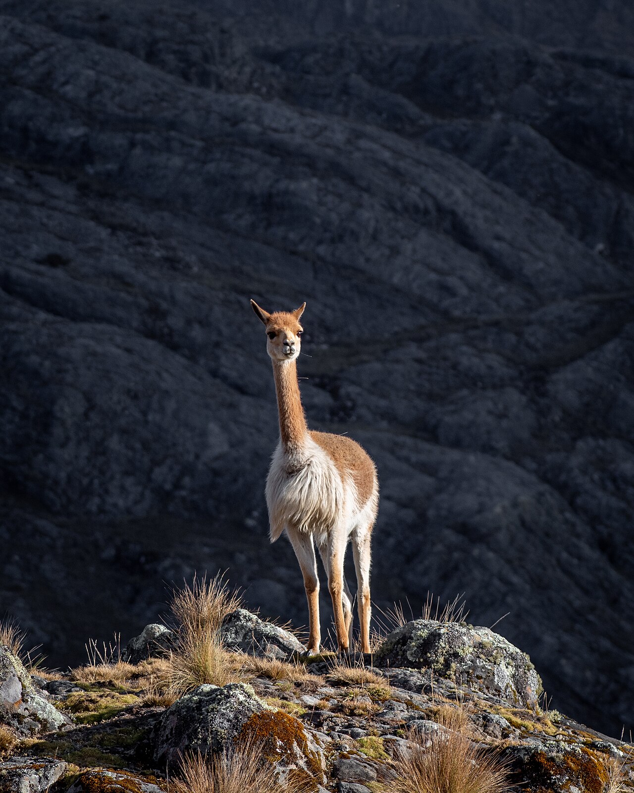 Vicuna