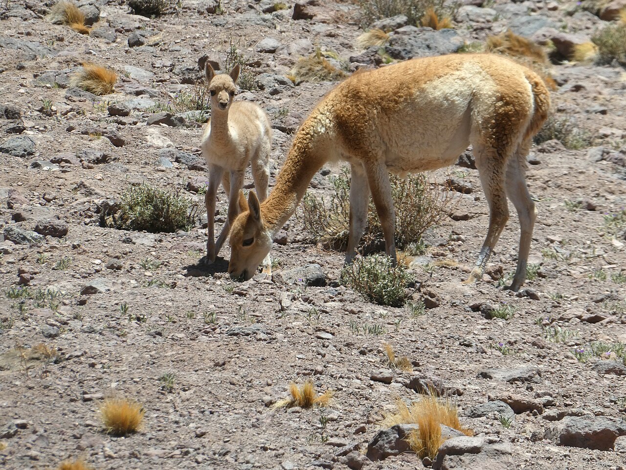 Vicuna