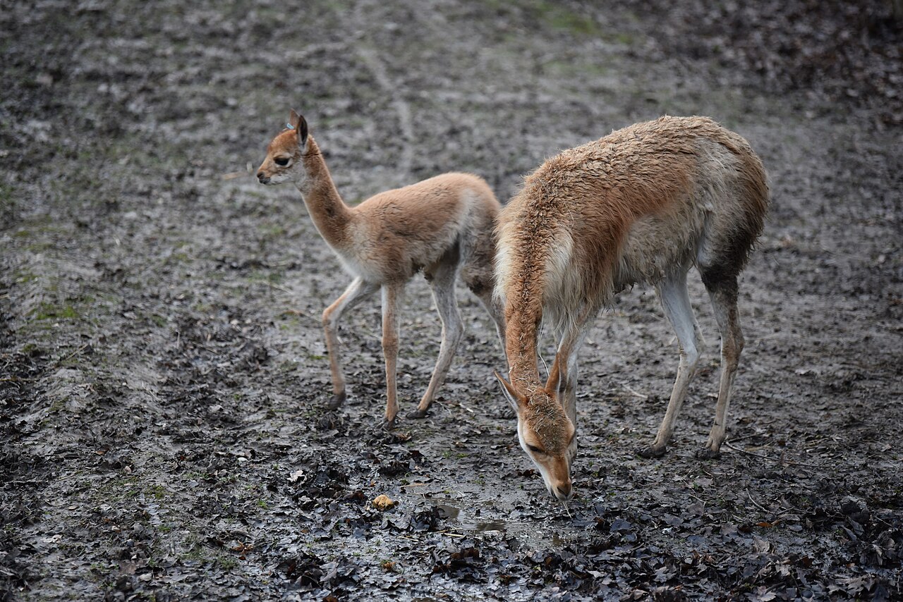 Vicuna