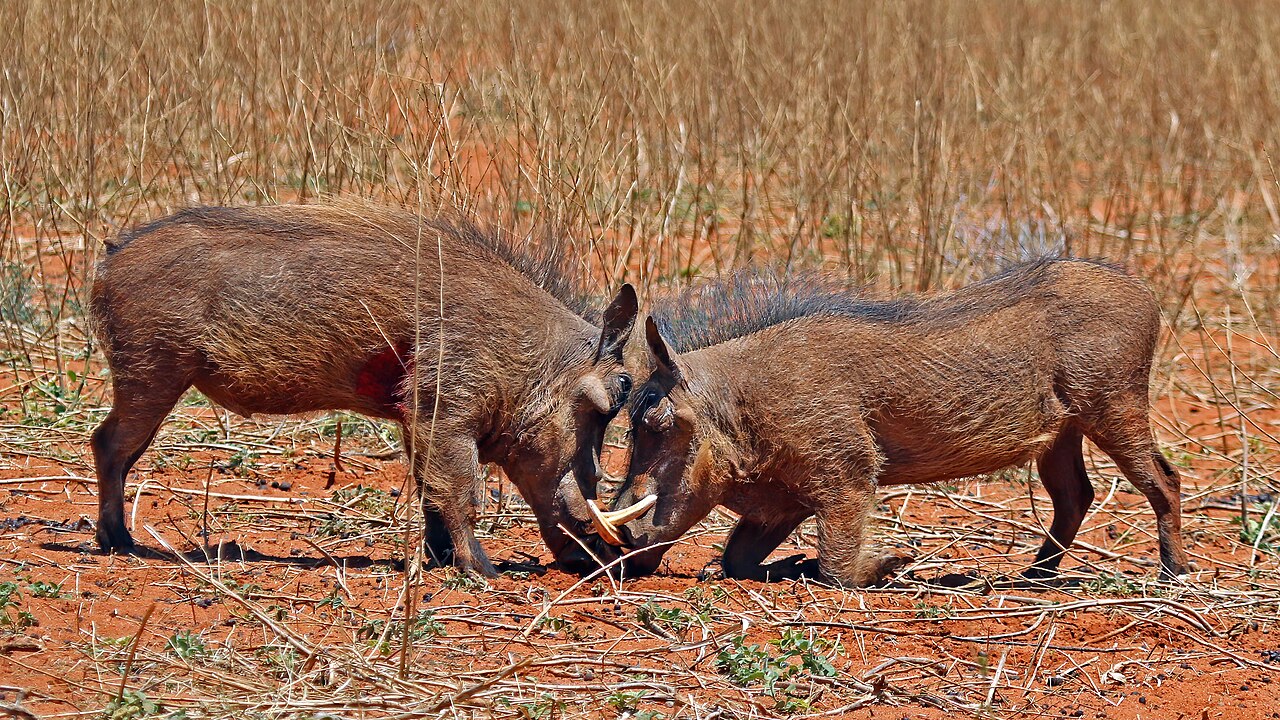 Warthog