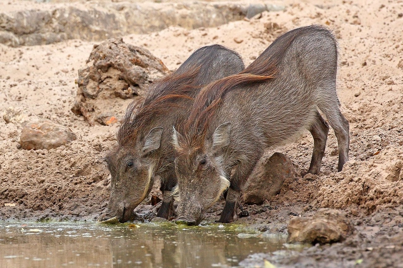 Warthog