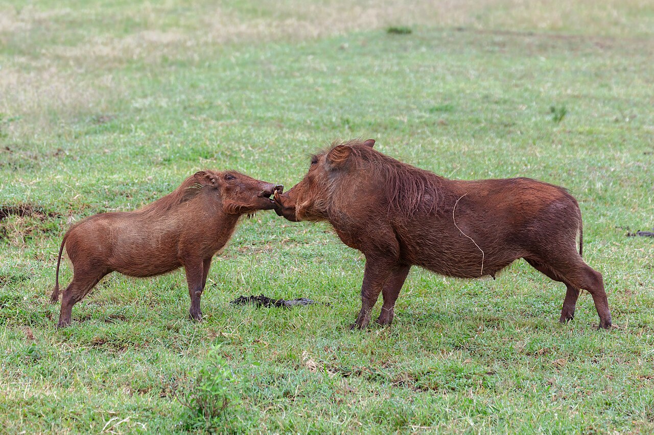 Warthog