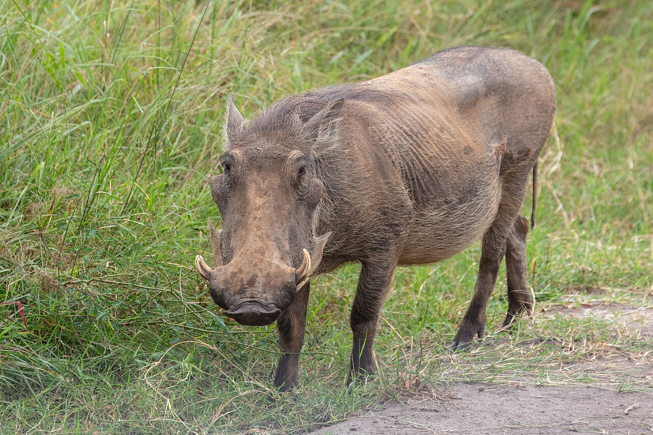 Warthog