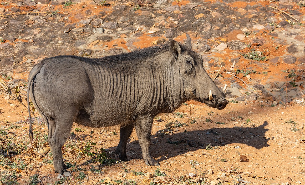 Warthog