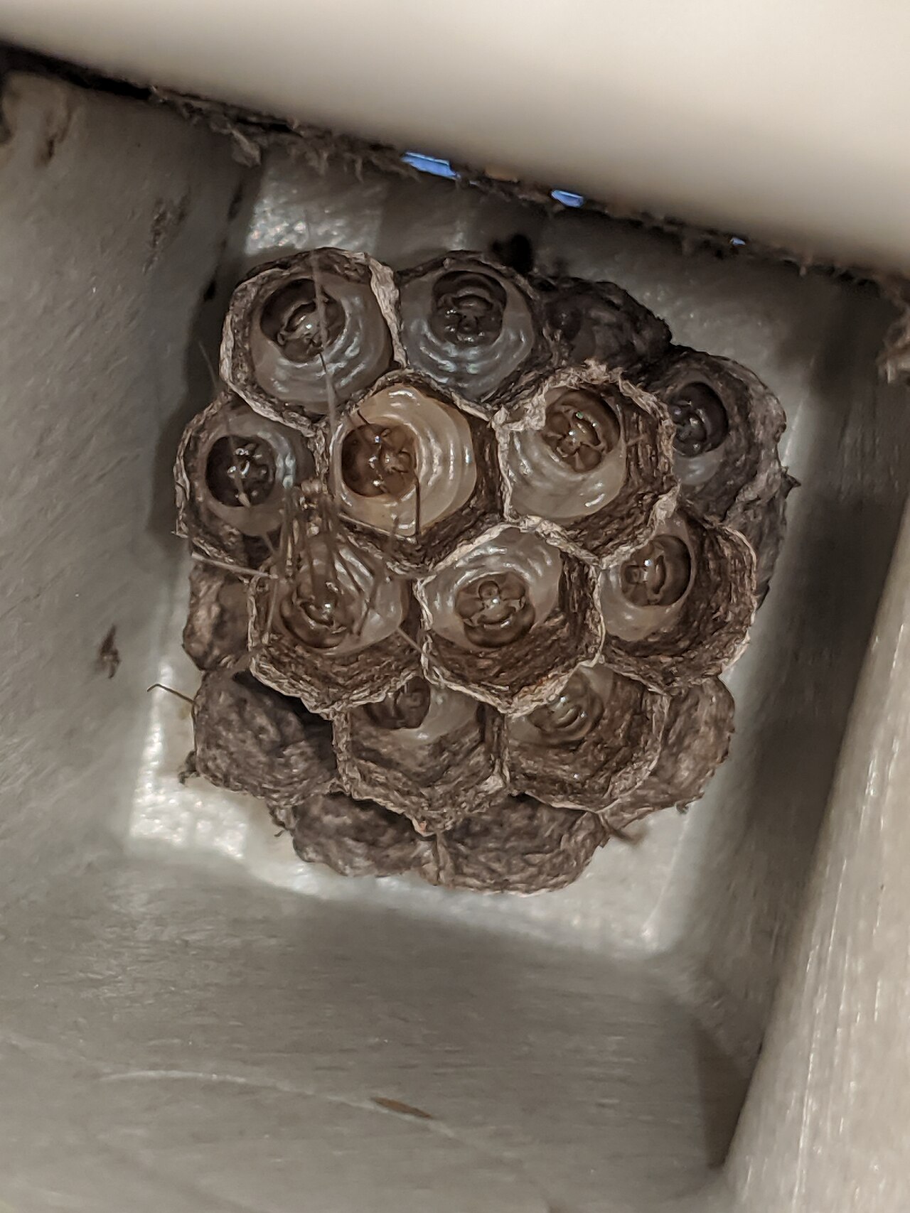 Wasp larvae