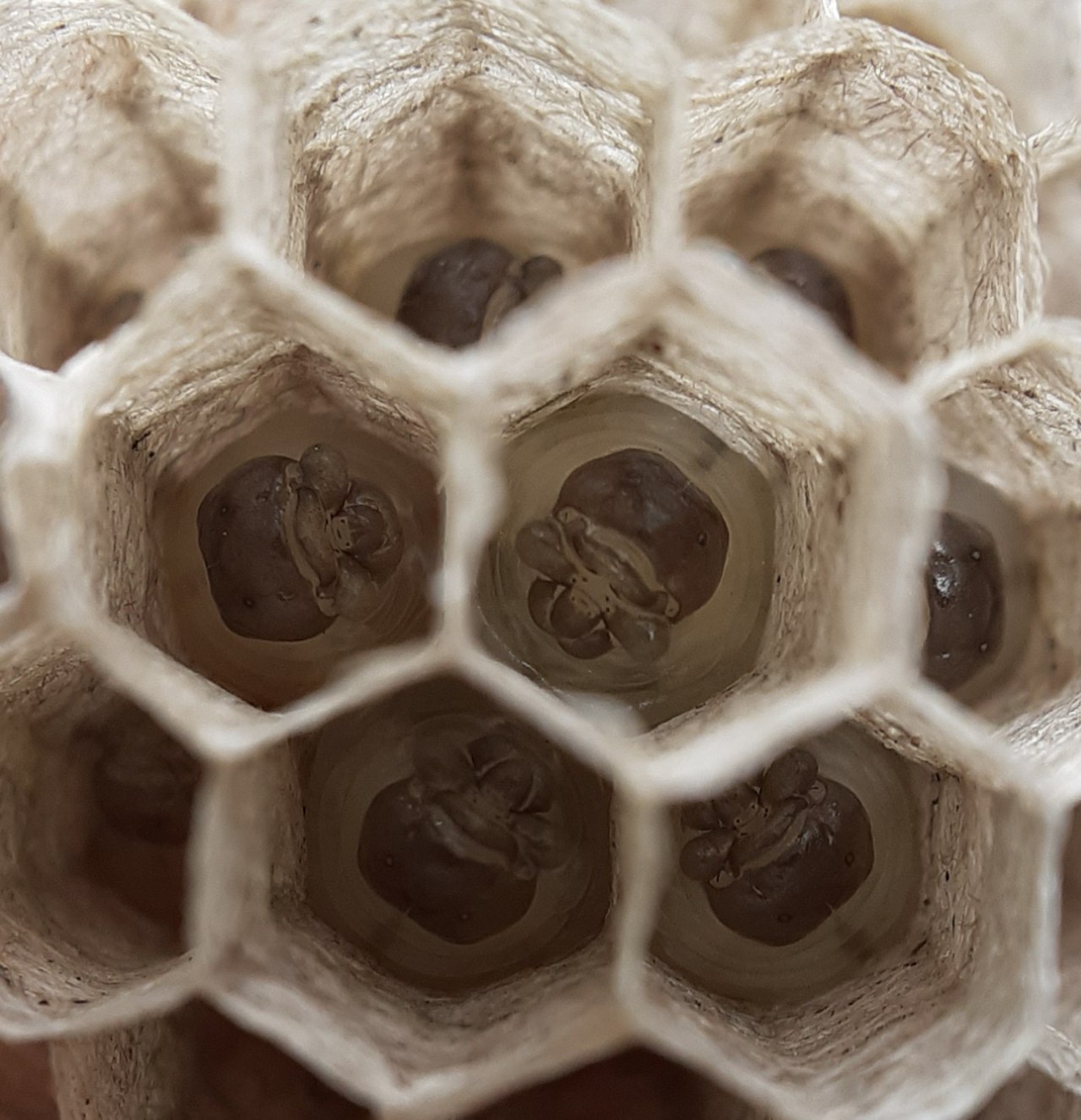 Wasp larvae