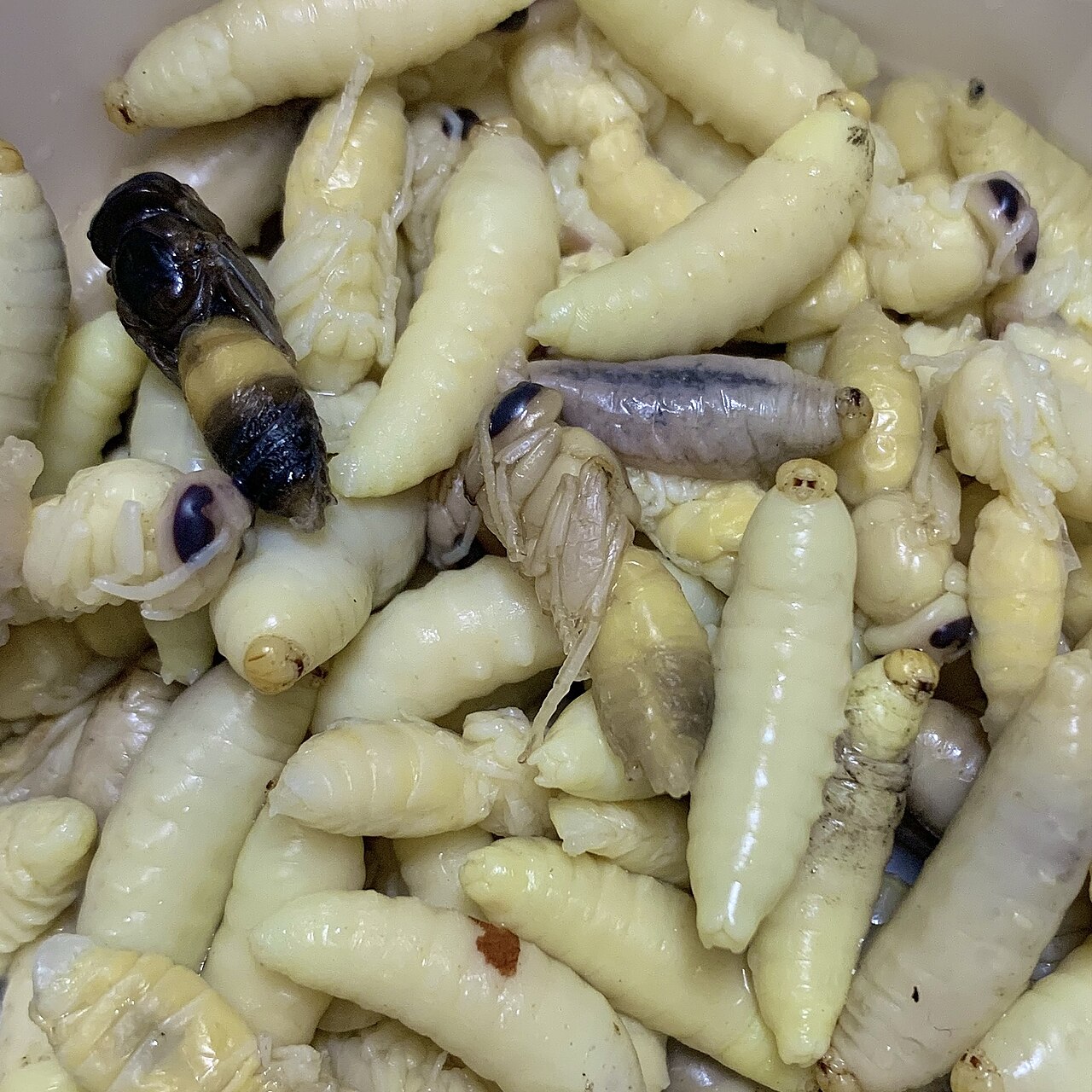 Wasp larvae