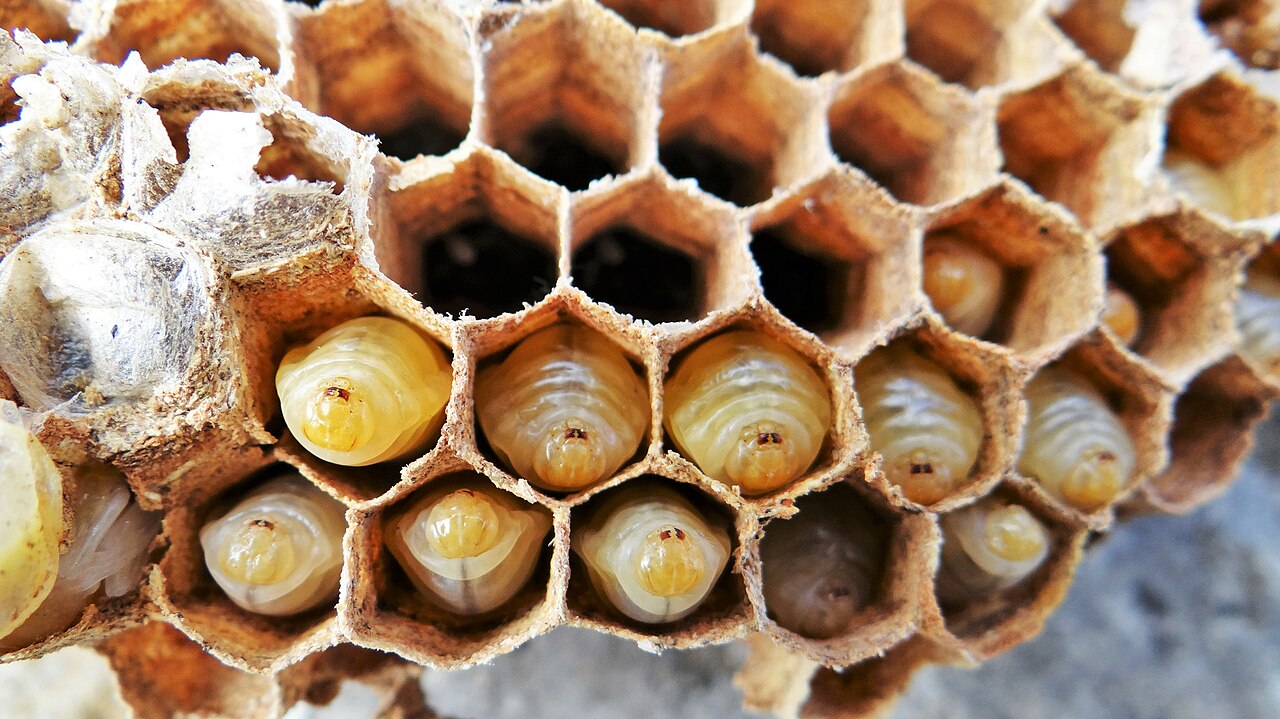 Wasp larvae