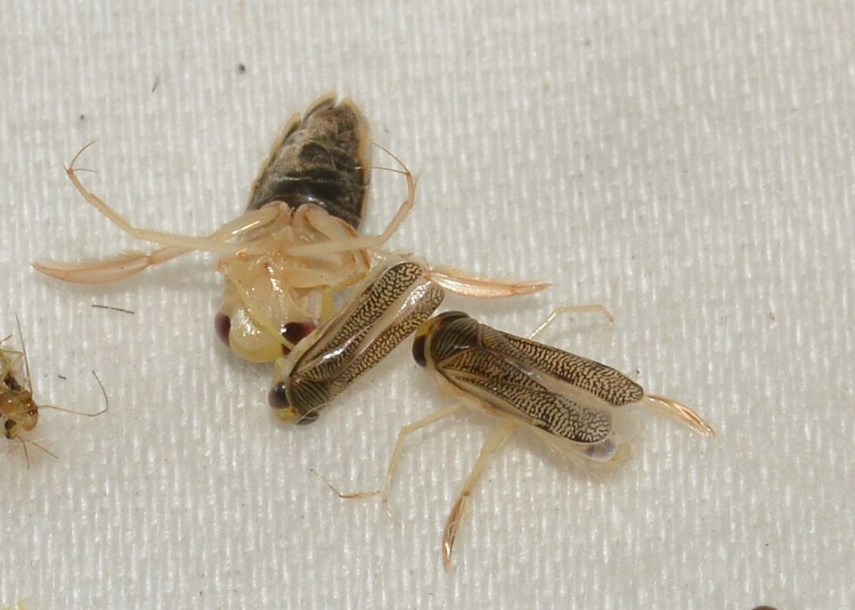 Water boatmen