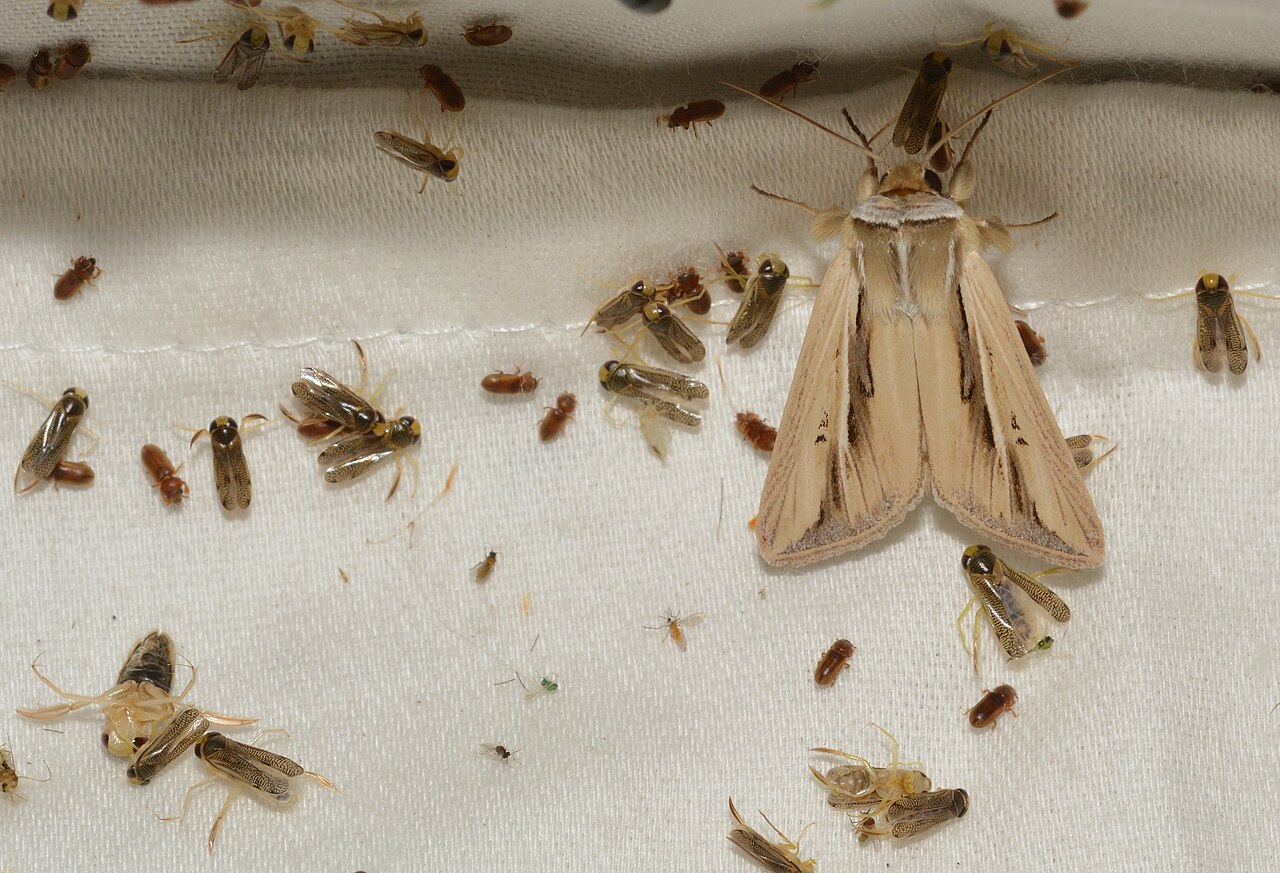Water boatmen