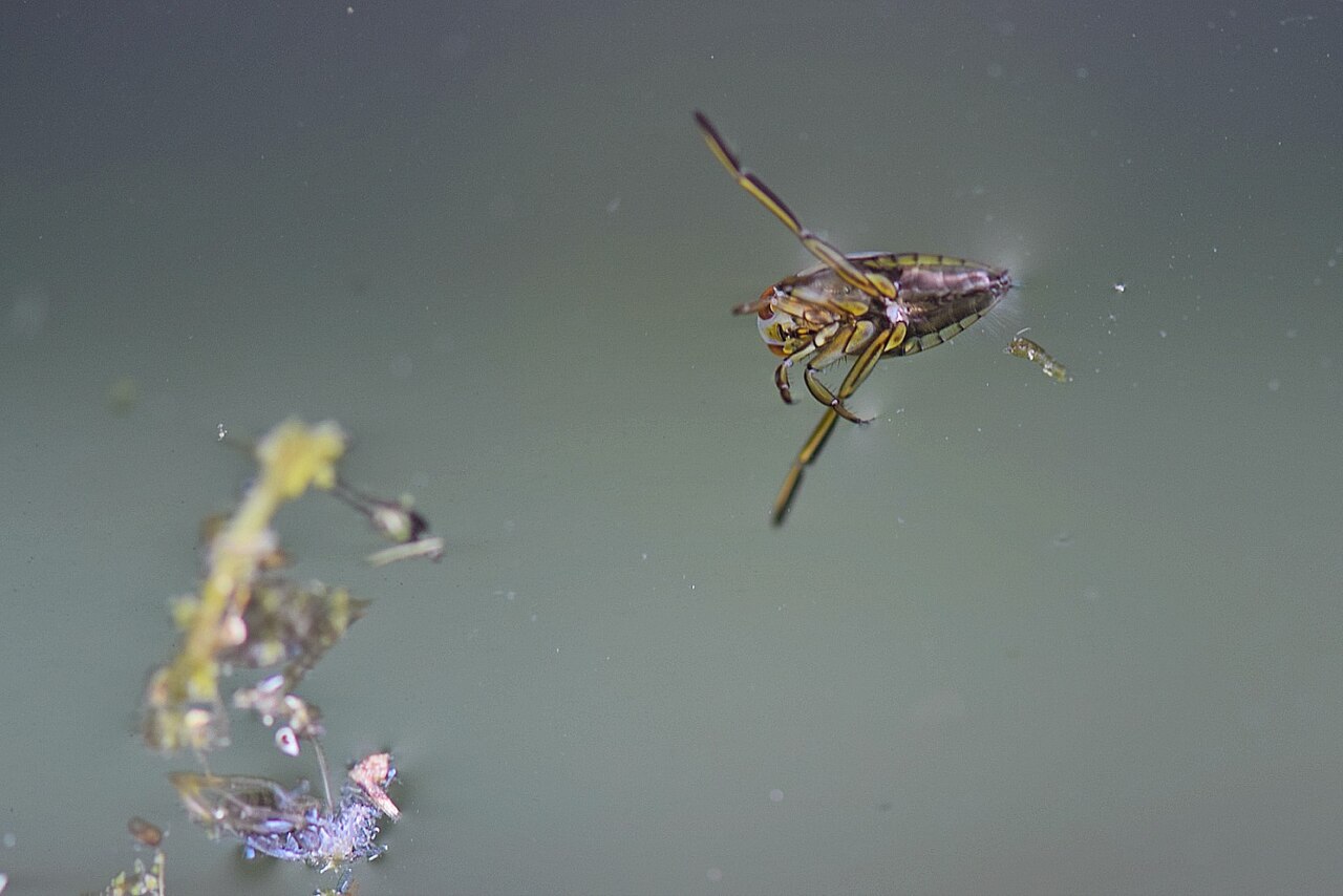Water boatmen