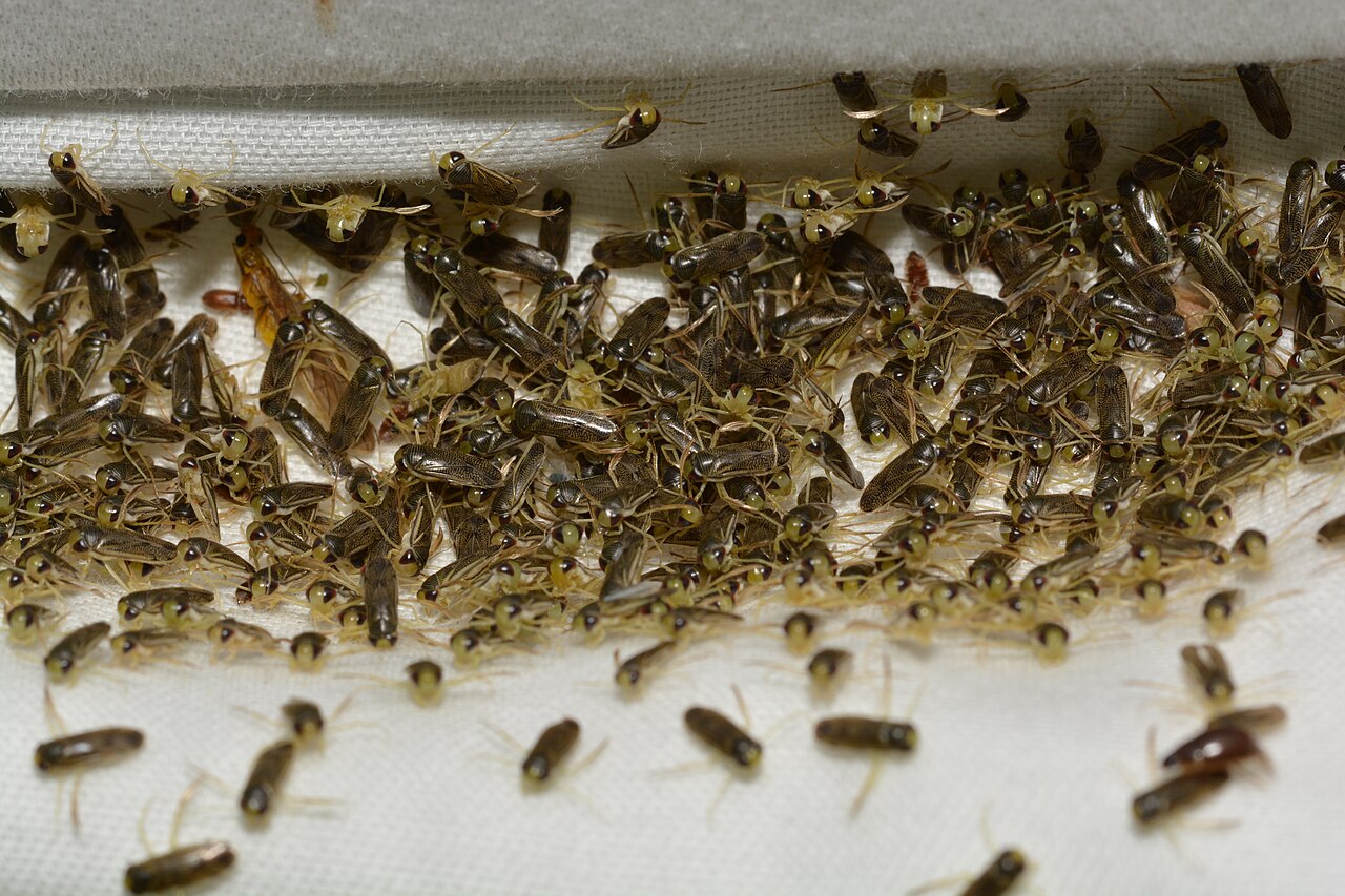 Water boatmen