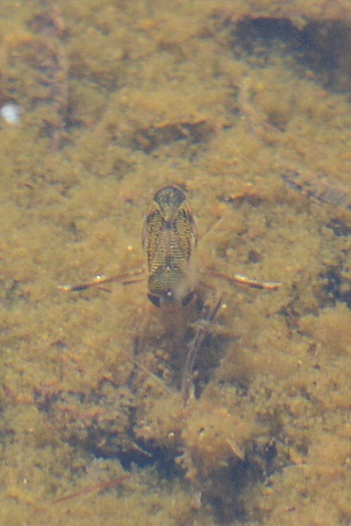 Water boatmen