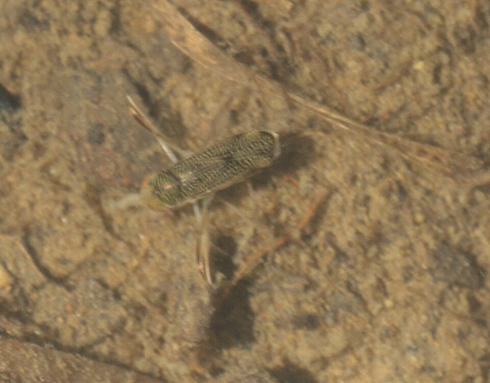 Water boatmen