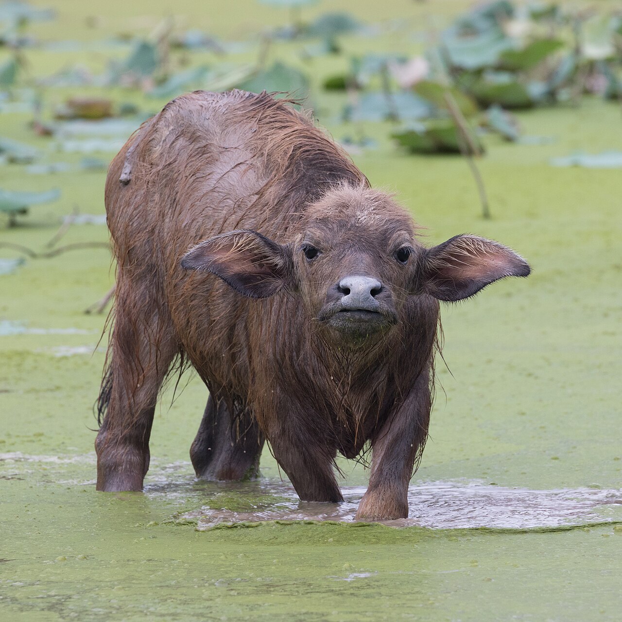 Water buffalo
