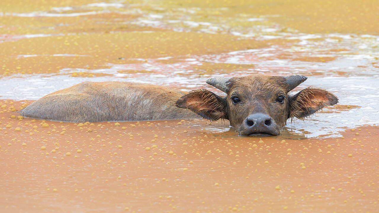 Water buffalo