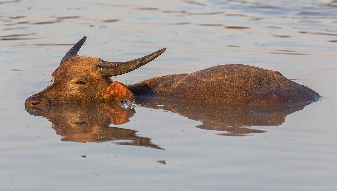 Water buffalo