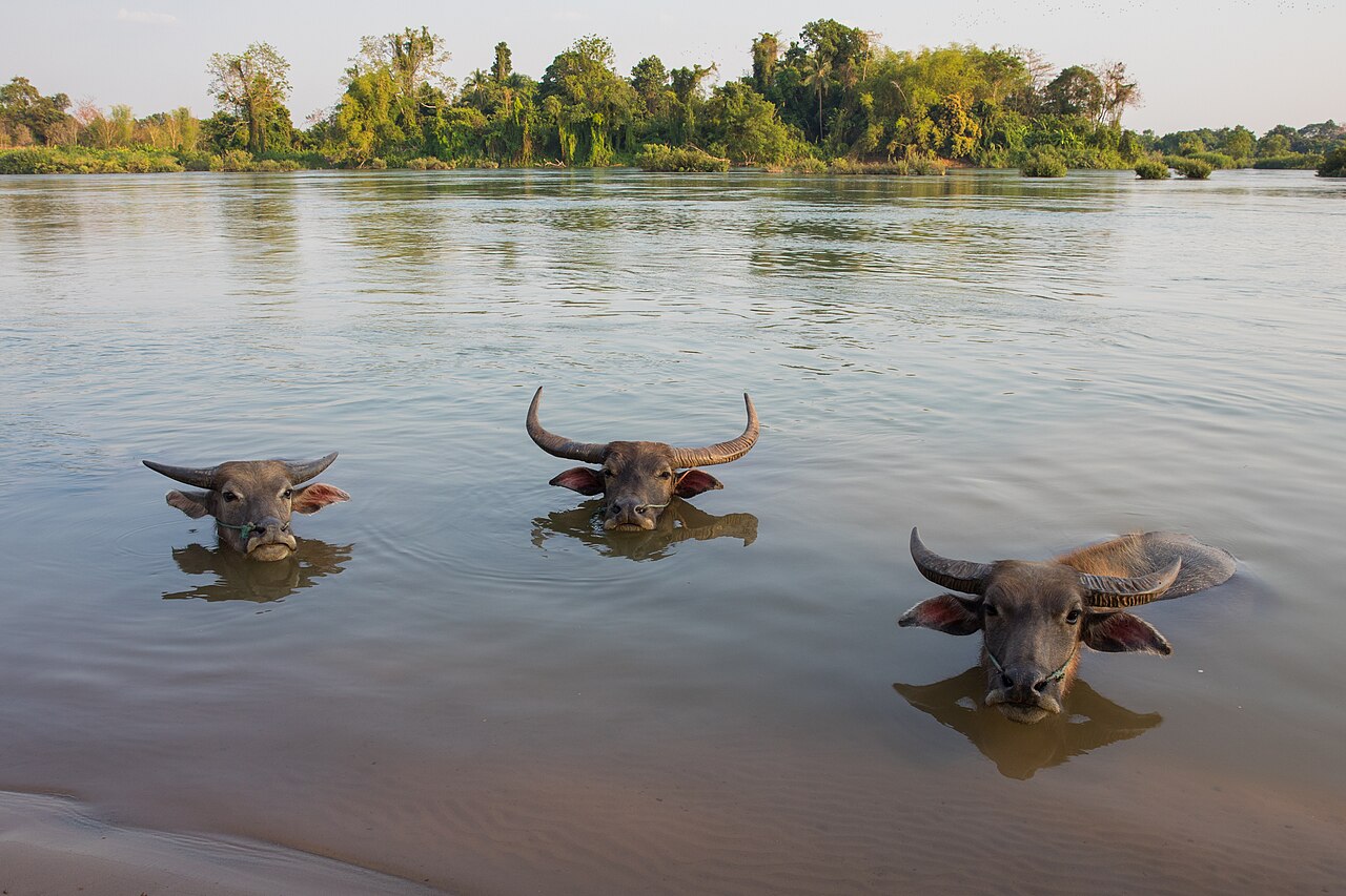 Water buffalo