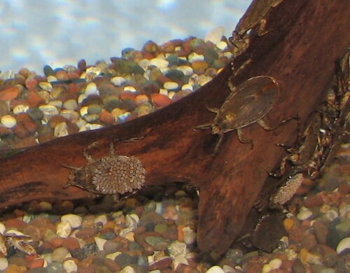 Water bugs (mixed)