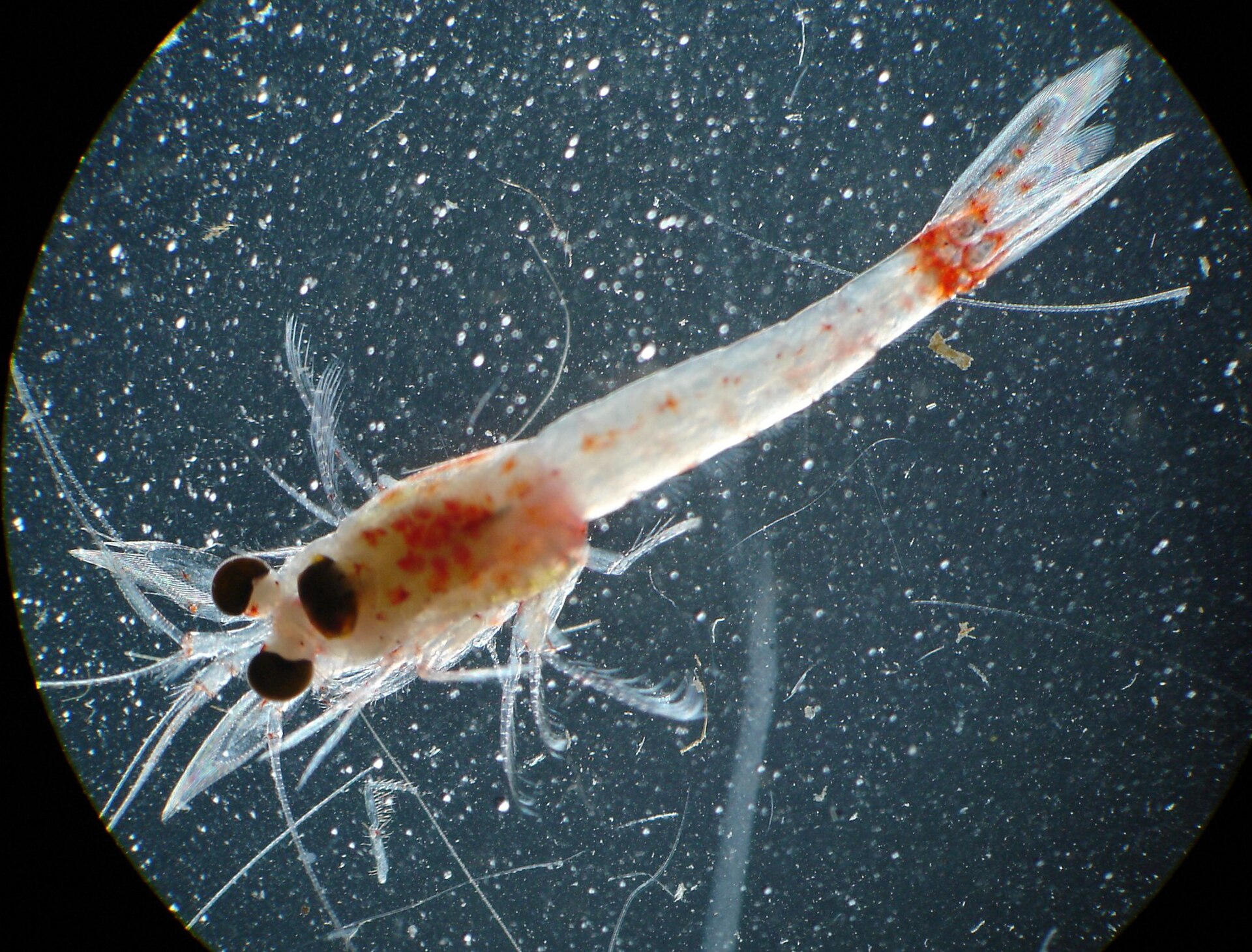 Water mysids