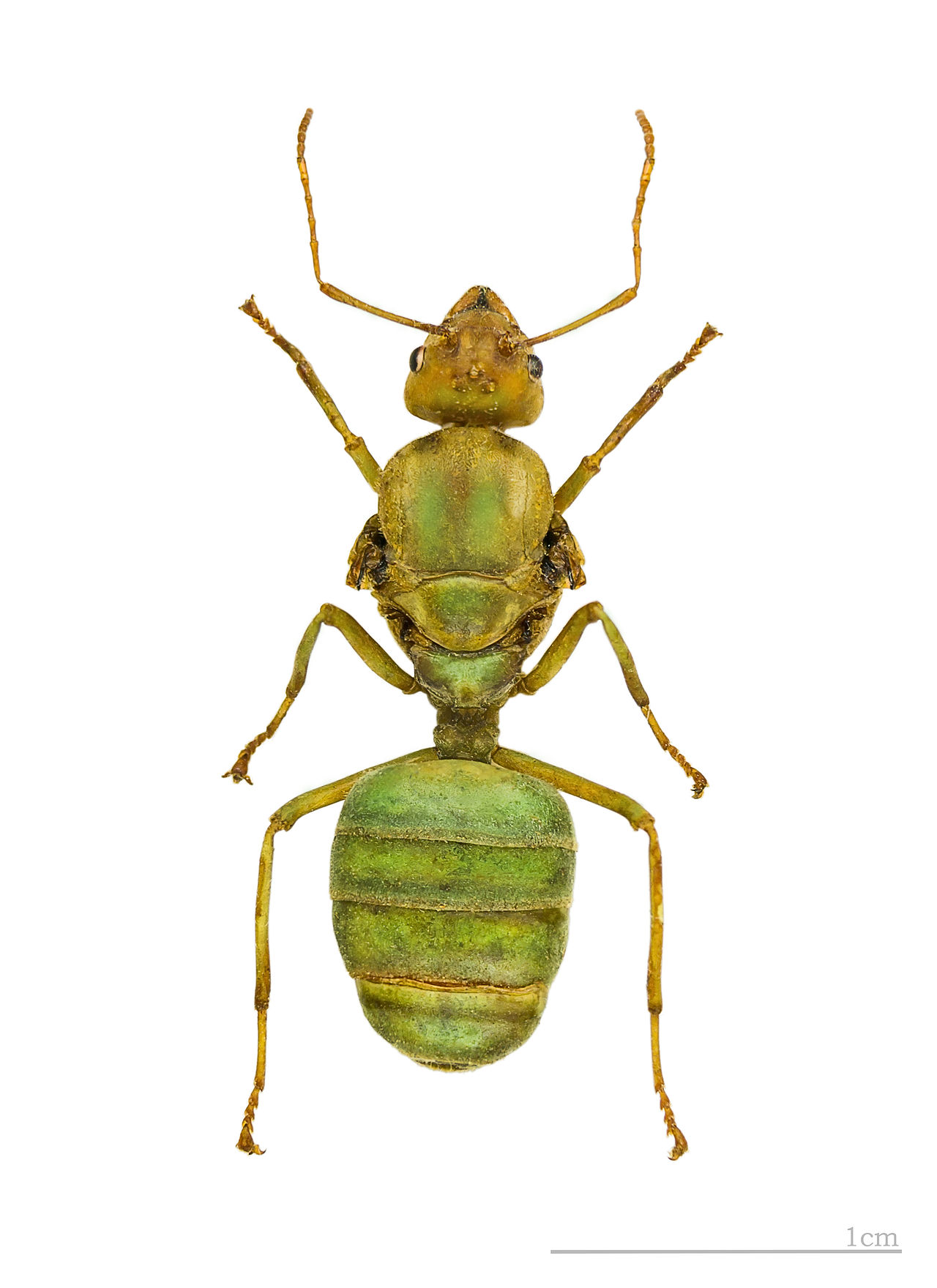 Weaver ants