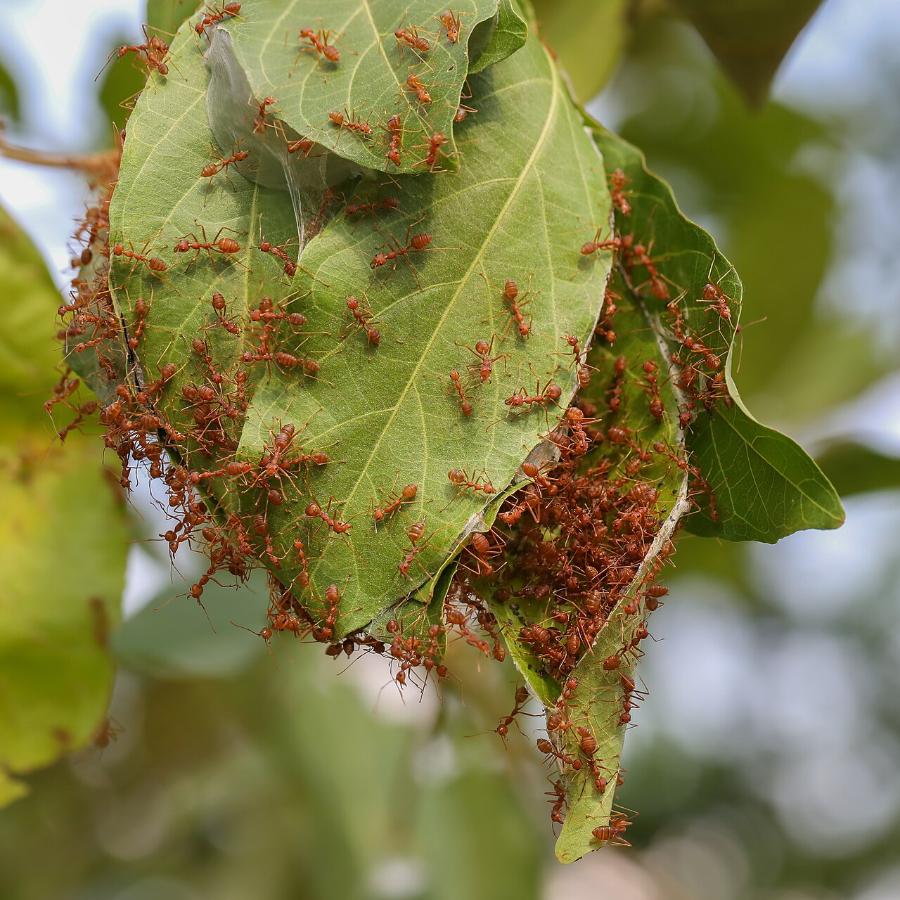 Weaver ants