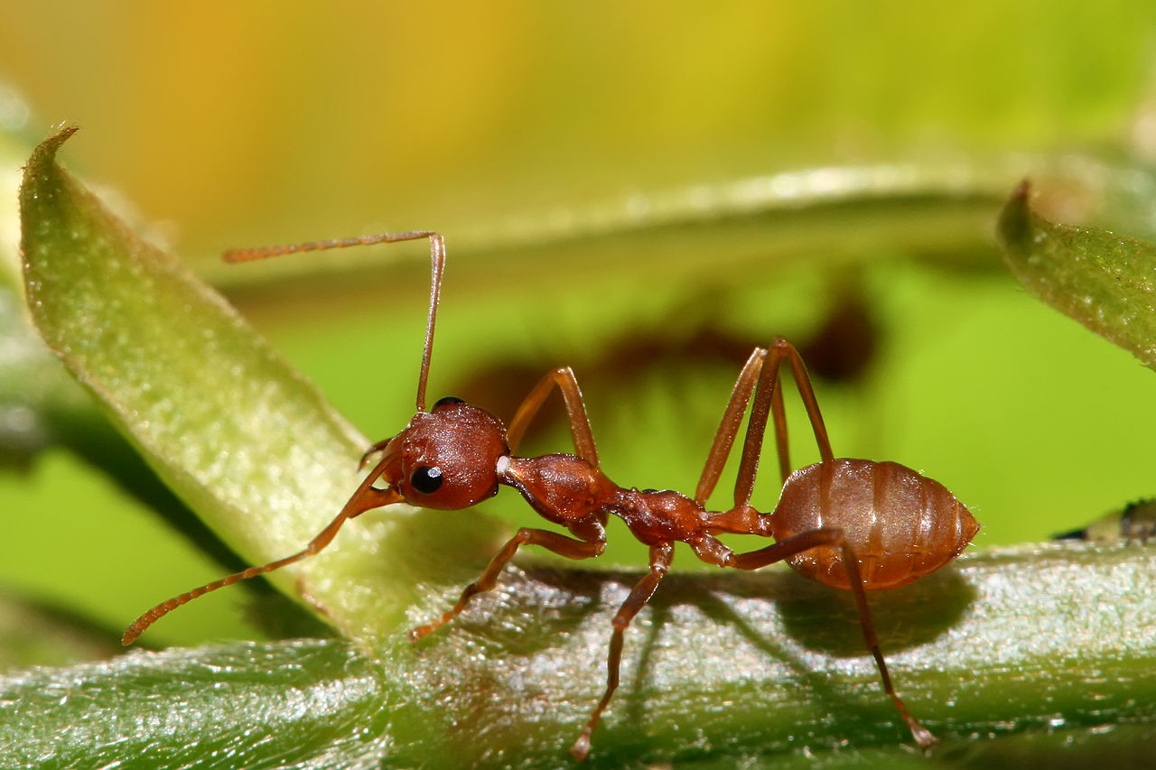 Weaver ants
