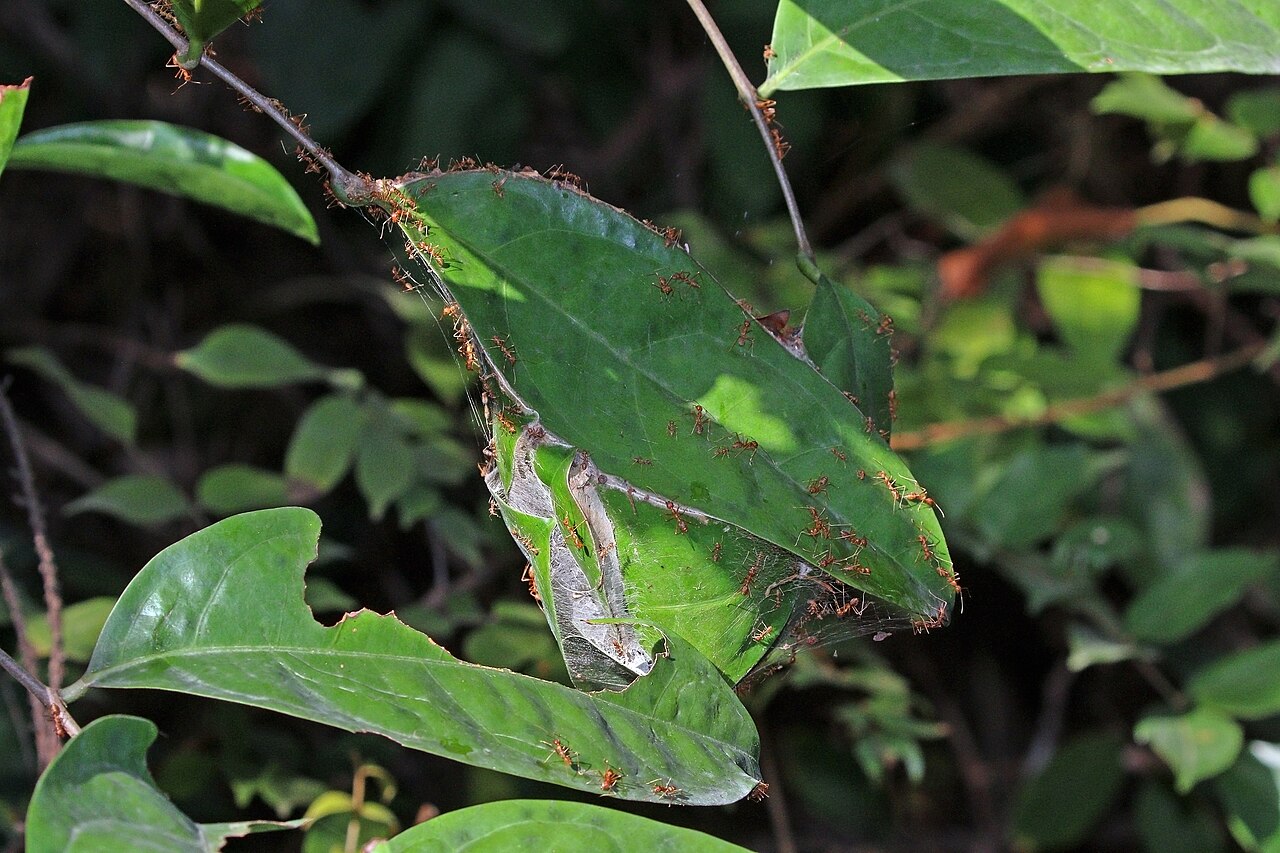 Weaver ants