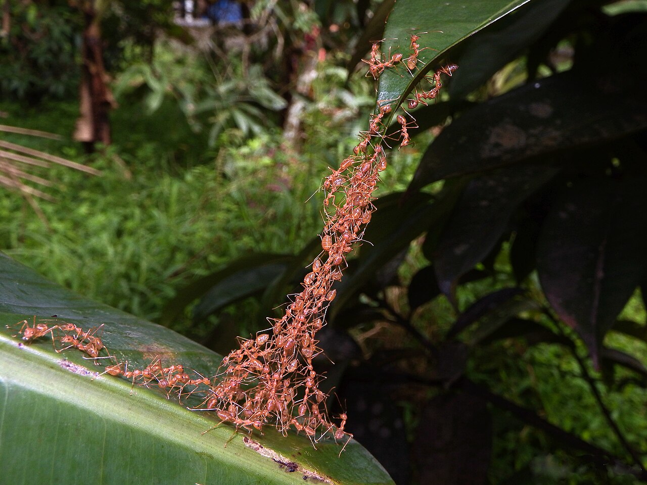 Weaver ants