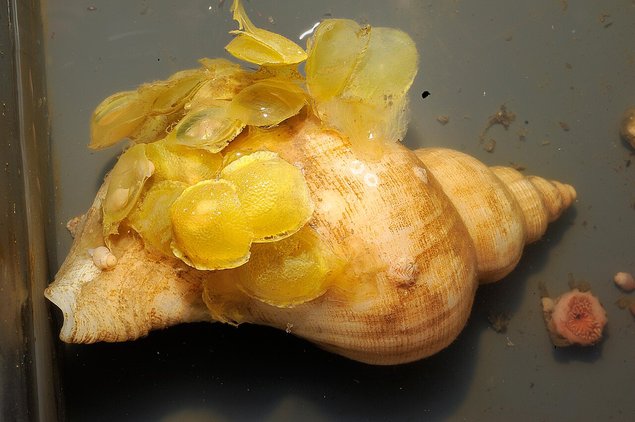 Whelk