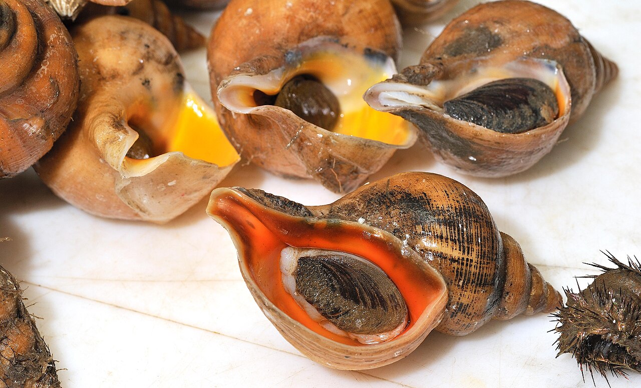 Whelk