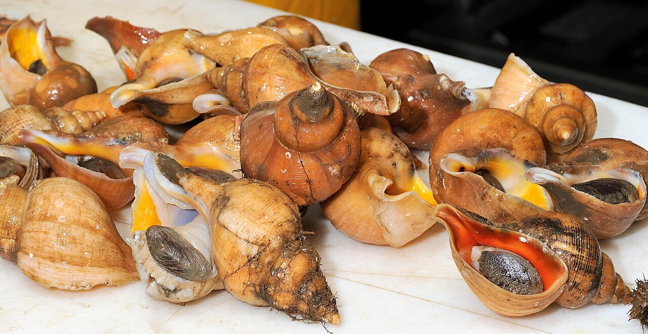 Whelk