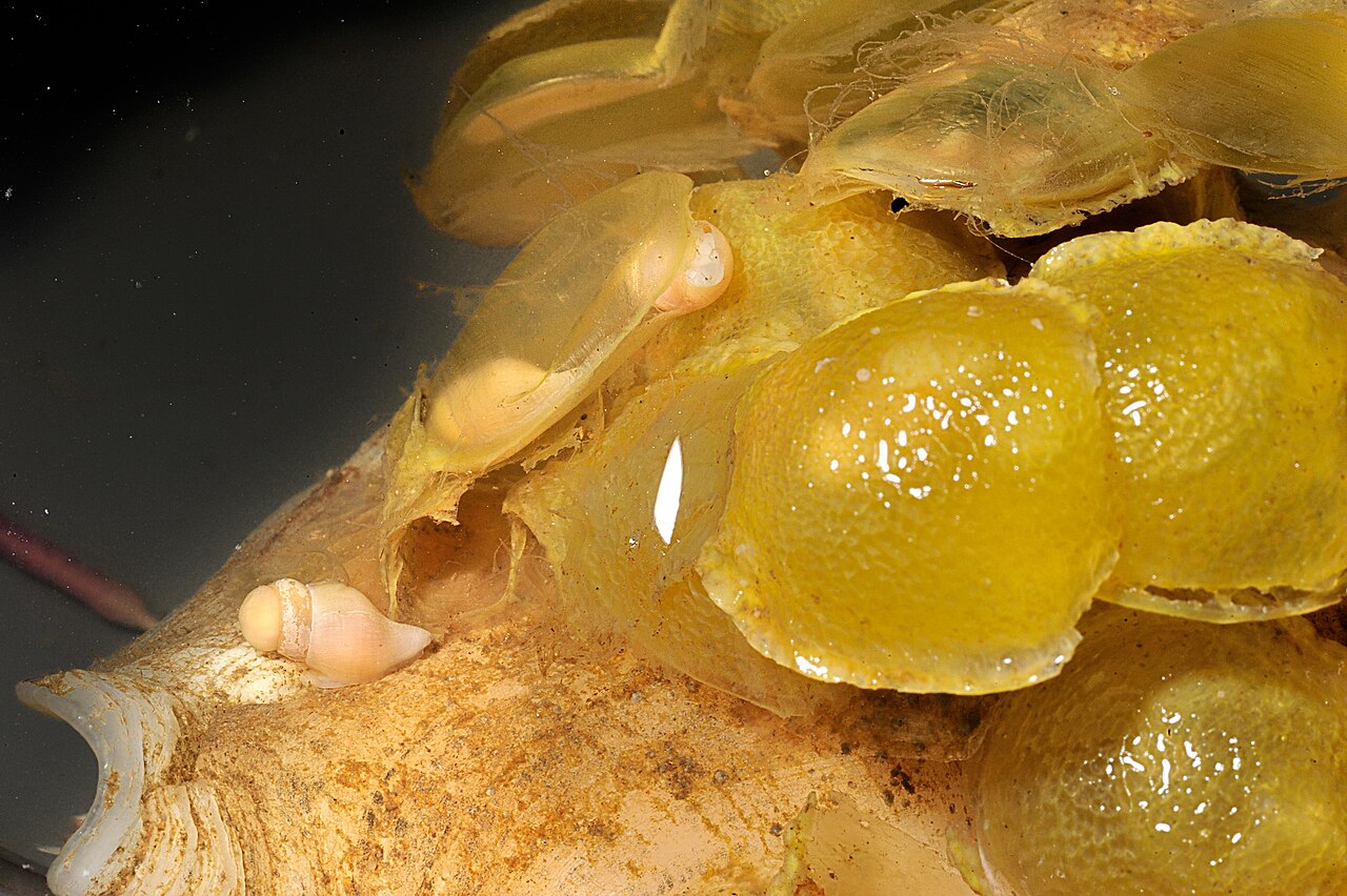 Whelk