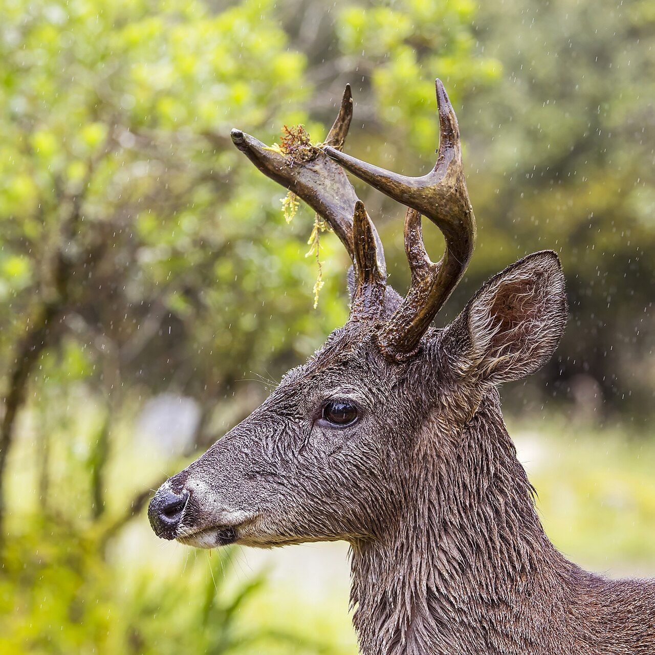 White-tailed deer