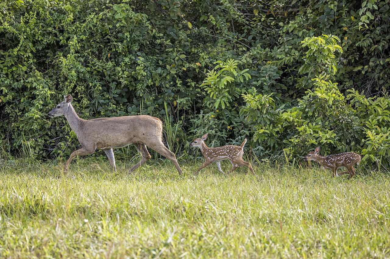 White-tailed deer