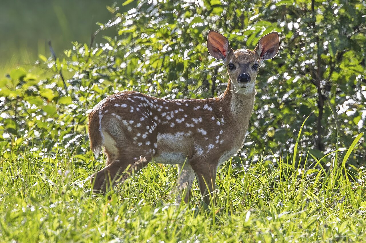 White-tailed deer