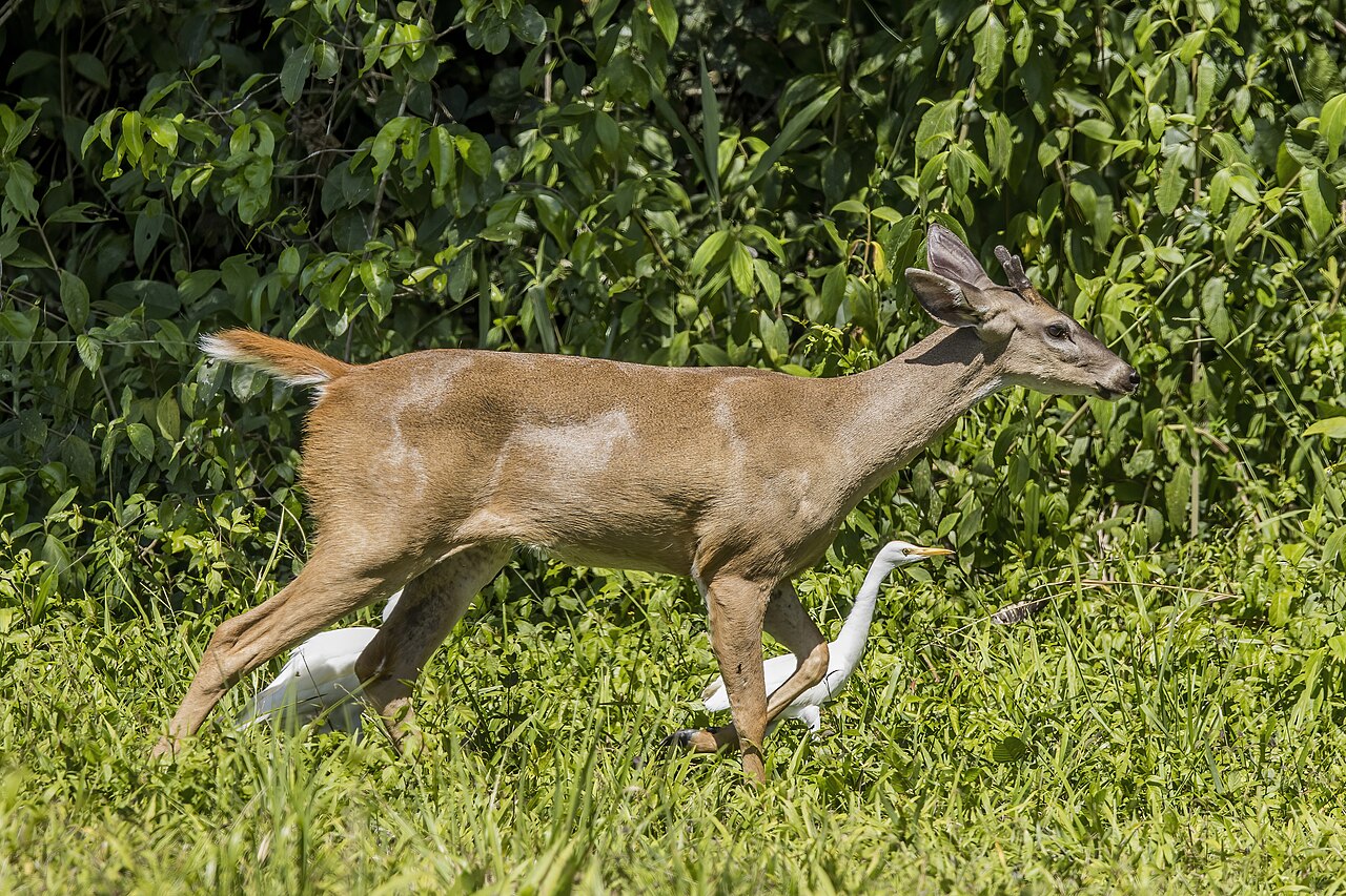 White-tailed deer