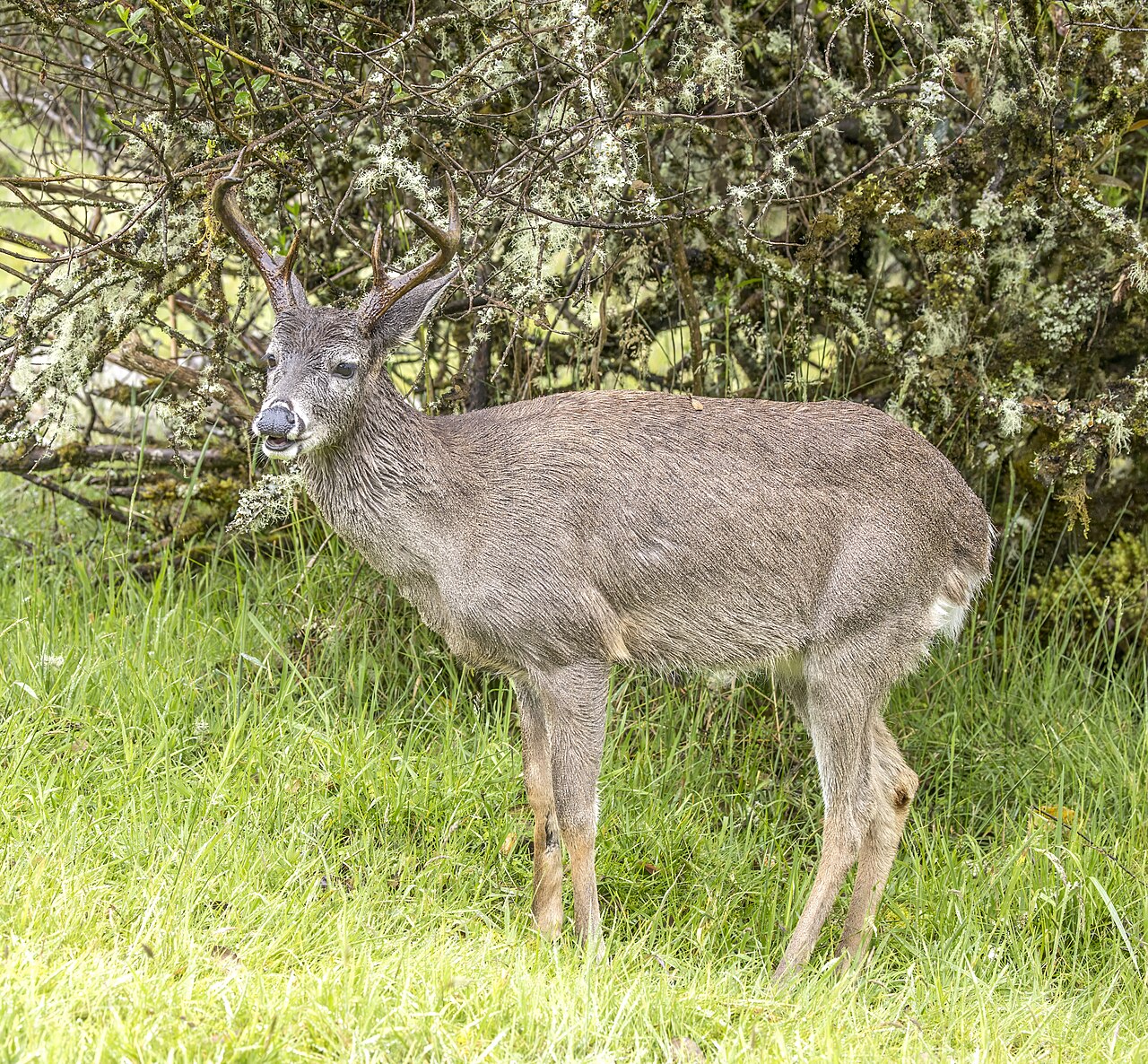 White-tailed deer