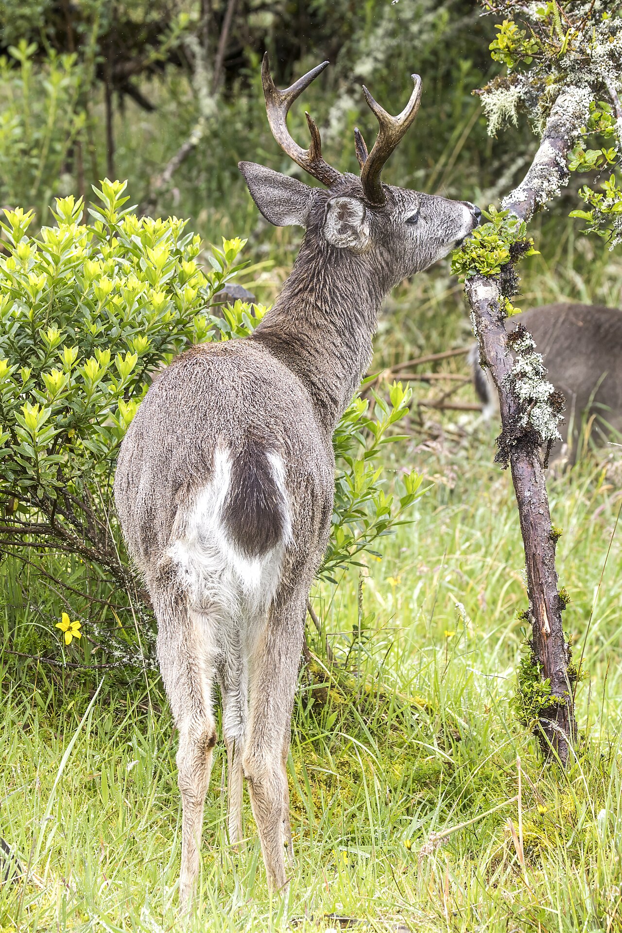 White-tailed deer