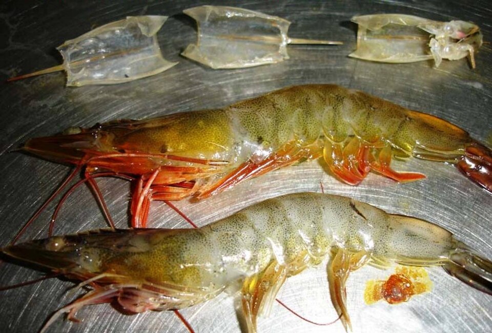 Whiteleg shrimp