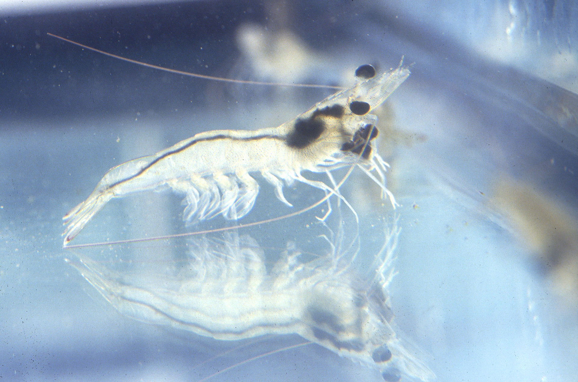 Whiteleg shrimp