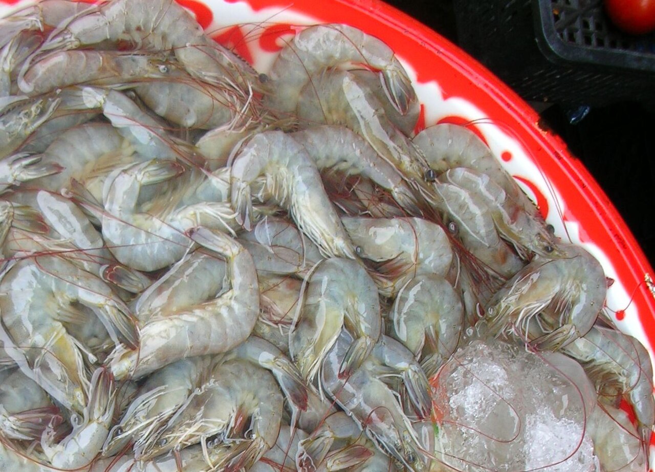 Whiteleg shrimp