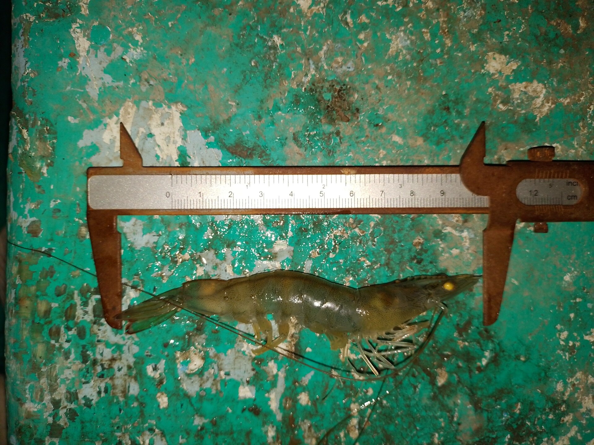Whiteleg shrimp