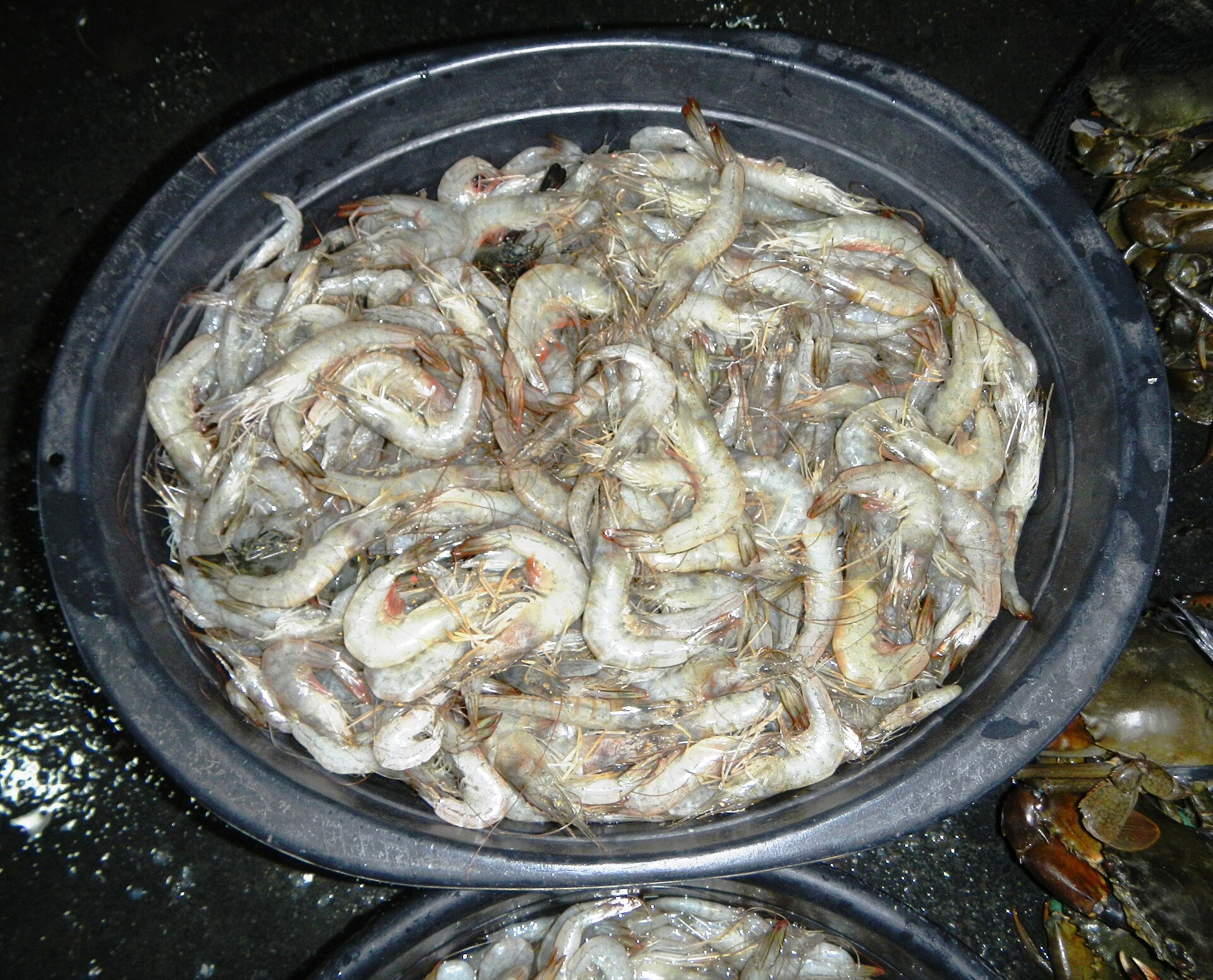 Whiteleg shrimp