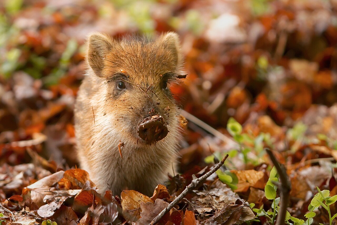 Wild boar