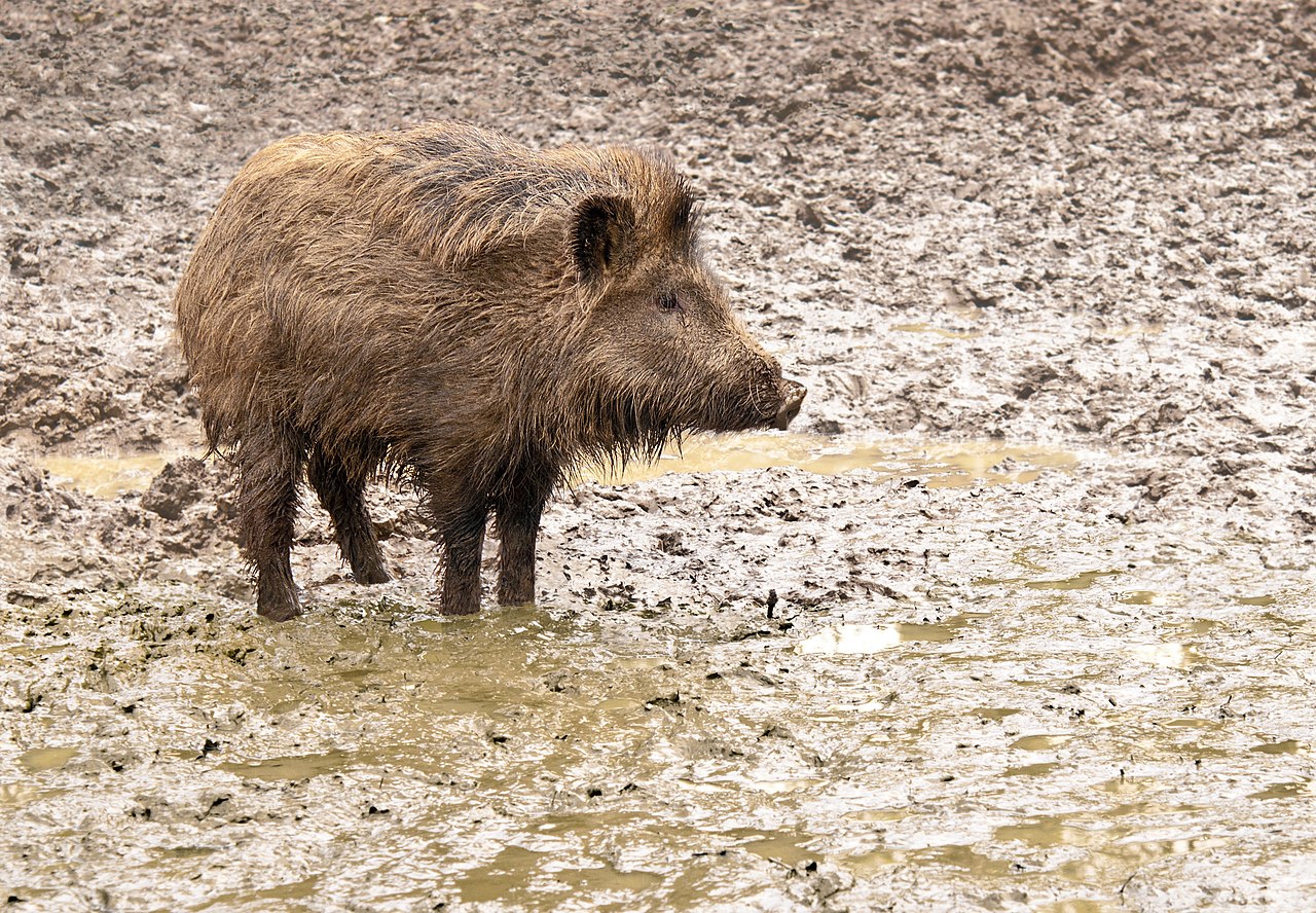 Wild boar