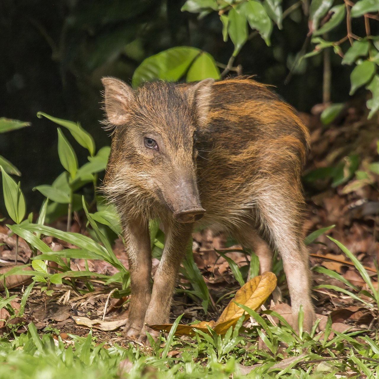 Wild boar