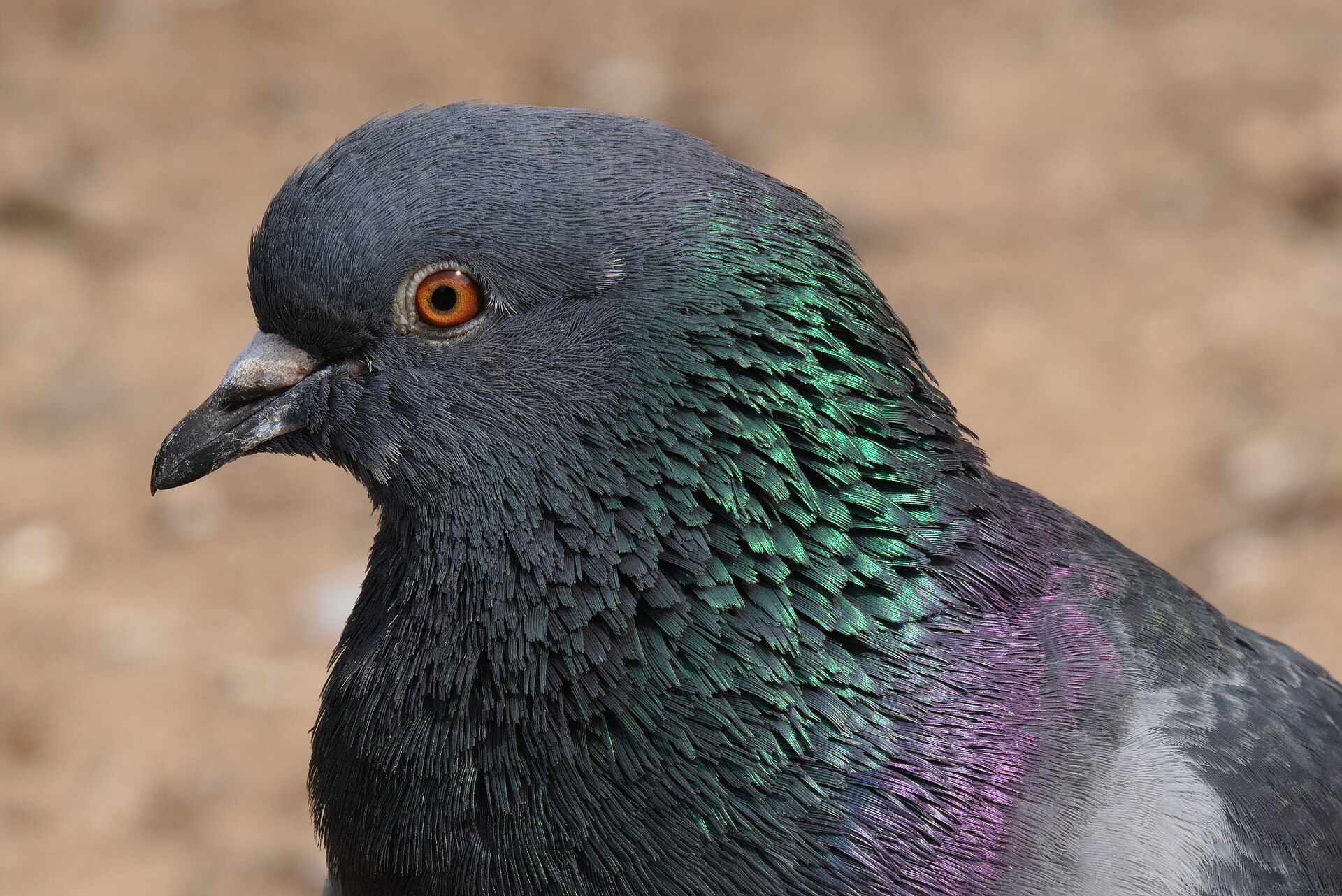 Wild pigeon
