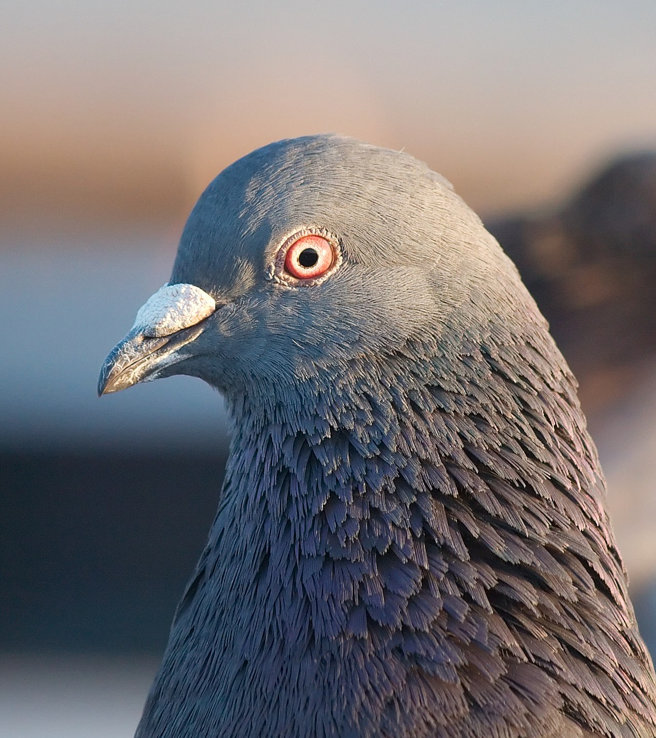 Wild pigeon